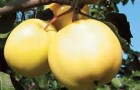 Сорт яблони: Желтое ребристое