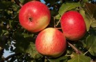 Сорт яблони: Зарянка