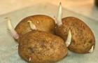 Что развивается из глазков клубней картофеля?