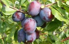 Есть ли сливы с гроздьями как у винограда?