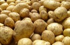Как получить ранний урожай картофеля?