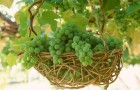 Как спасти укрывные сорта винограда от морозов?