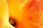 Ликер абрикосовый
