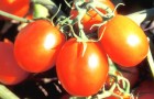 Органические томаты