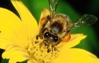 Пчёлы не любят полосатые и красные цветы