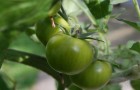 Полезны ли зеленые помидоры?