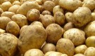 Помидор прививают на растение картофеля