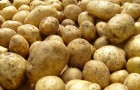 Помидор прививают на растение картофеля