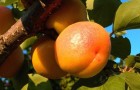 Районированные сорта абрикоса