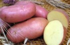 С чем связан разный вкус картофеля?