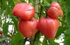 Сорт помидоров Бычье сердце