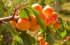 Утепление абрикоса