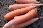 В какое время убирать морковь и свеклу?