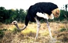 Африканский страус - самый оптимальным вариант