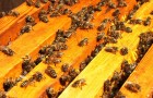 Главная весенняя ревизия пчелиной семьи