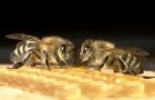 Как ускорить размножение пчелиных семей