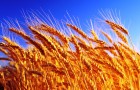 О чём может рассказать история одомашнивания пшеницы