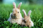 Профилактика, лечение заболеваний кроликов