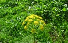 Растение-медонос ферула