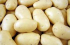 Самогон картофельный (первый вариант)