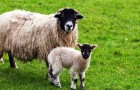 Выращивание овец и коз