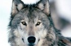 Зимняя облавная охота на волка с флажками