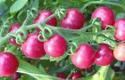 Сорт томата: Черрироза f1