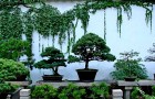 Форма и текстура растений для японского сада
