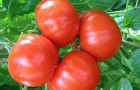 Сорт томата: Хлыновский f1