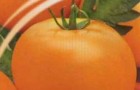 Сорт томата: Хуторской засолочный