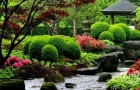 Особые растения для японского сада