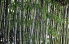 Растения для японского сада: листоколосник черный (Черный бамбук)