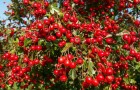 Растения для живой изгороди: боярышник кроваво-красный, сибирский