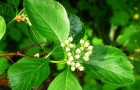 Растения для живой изгороди: боярышник петушья шпора