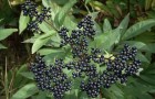 Растения для живой изгороди: бузина черная