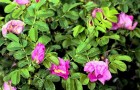 Растения для живой изгороди: роза собачья, обыкновенная