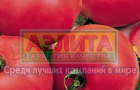 Сорт томата: Розовая андромеда f1