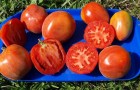 Сорт томата: Шахерезада