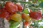 Сорт томата: Самоцвет лучистый f1
