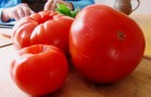 Сорт томата: Слот f1