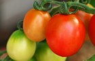 Сорт томата: Солнечная ягода