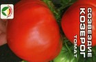 Сорт томата: Созвездие козерога