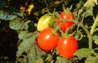 Сорт томата: Т 47849 f1