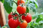Уход и формирование плодов томата (Видно)