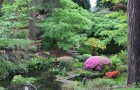 Уход за растениями японского сада