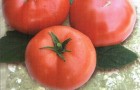 Сорт томата: Якиманка f1