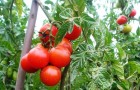 Сорт томата: Яхонт
