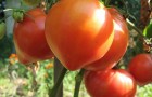 Сорт томата: Абаканский
