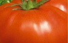 Сорт томата: Алтайский красный