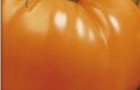 Сорт томата: Алтайский оранжевый